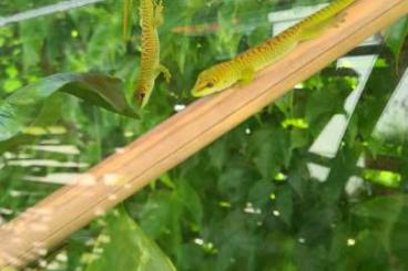 Geckos kaufen und verkaufen Photo: NZ 0,0,5 Phelsuma Grandis / Großer Madagaskar Taggecko