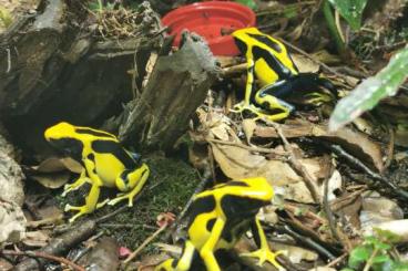 Pfeilgiftfrösche kaufen und verkaufen Foto: Dendrobates tinctorius Regina 2.1.