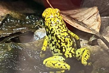Poison dart frogs kaufen und verkaufen Photo: Oophaga Histrionica Fuego 1.0