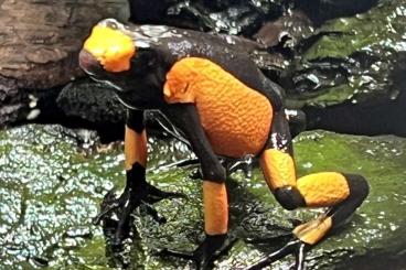 Poison dart frogs kaufen und verkaufen Photo: Oophaga Histrionica Saddleback 1.0