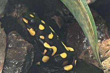 Poison dart frogs kaufen und verkaufen Photo: Oophaga Histrionica Baudo 1.0