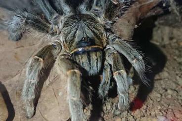 - bird spiders kaufen und verkaufen Photo: Vogelspinnen abzugeben im Raum Bonn