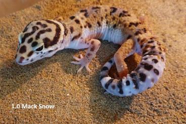 Geckos kaufen und verkaufen Photo: 3.1 Leopardgeckos versch. Morphs