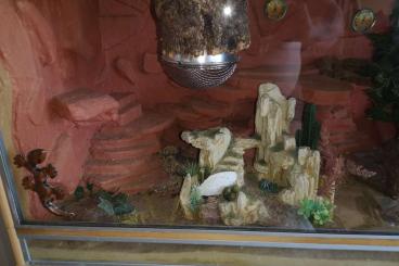 Geckos kaufen und verkaufen Photo: Großes Terrarium mit Leopardgeckos zu verschenkem