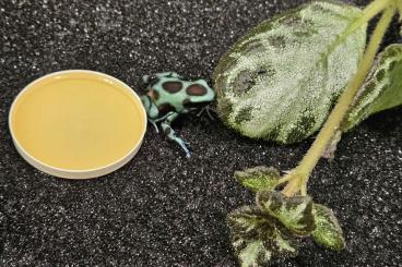 Poison dart frogs kaufen und verkaufen Photo: Dendrobates auratus El Cope