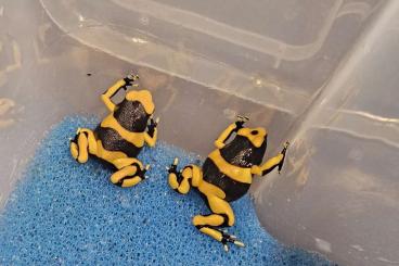 Poison dart frogs kaufen und verkaufen Photo: Dendrobates Leucomela "Guyana"