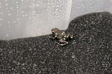 Poison dart frogs kaufen und verkaufen Photo: Dendrobates auratus "Ancon Hill"