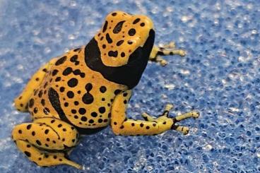 Pfeilgiftfrösche kaufen und verkaufen Foto: Dendrobates Leucomela "Bolivar"