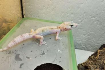Geckos kaufen und verkaufen Photo: Leopardgeckos aus privater Nachzucht abzugeben 