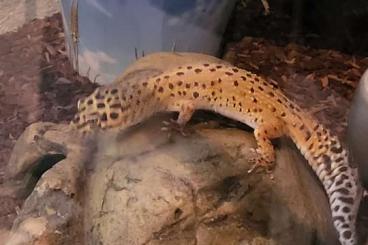 Geckos kaufen und verkaufen Photo: 2 Leopardgeckos (Weibchen und Männchen)