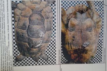 Tortoises kaufen und verkaufen Photo: 3 Sehr seltene Testudo gracea anatolian Gigant 2021