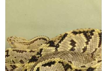 Giftschlangen kaufen und verkaufen Foto: Crotalus Culminatus captive born 