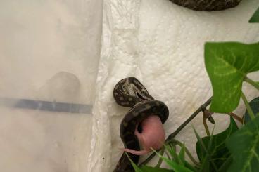 Pythons kaufen und verkaufen Photo: 2.3 Morelia spilota het snow