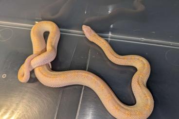 Nattern ungiftige kaufen und verkaufen Foto: Pituophis Catenifer Sayi Fals Snow Nattern ungiftige kaufen und verkaufen Foto: Pituophis Catenifer Sayi Fals Snow
