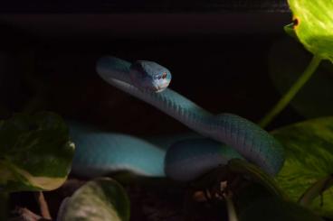 Venomous snakes kaufen und verkaufen Photo: A vendre divers serpents venimeux