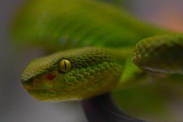 Giftschlangen kaufen und verkaufen Foto: A donner divers serpents venimeux