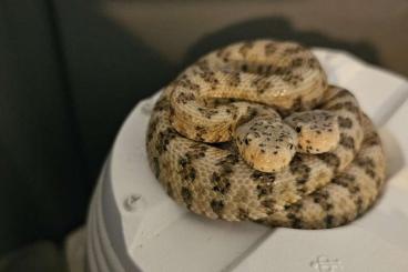 Giftschlangen kaufen und verkaufen Foto: A Vendre Crotalus Pyrrhus