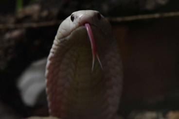 Venomous snakes kaufen und verkaufen Photo: A vendre Naja Kaouthia Albinos