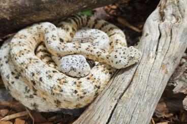 Giftschlangen kaufen und verkaufen Foto: A vendre crotalus Mitchelii Pyrrhus