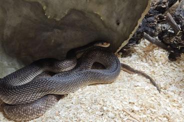 Snakes kaufen und verkaufen Photo: A vendre: Pituohpis Melanoleucus