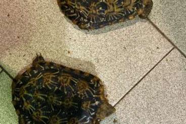 Tortoises kaufen und verkaufen Photo: MALACOCHERSUS TORNIERI COUPLE