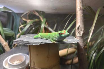 Geckos kaufen und verkaufen Photo: Phelsuma Grandis Großer Madagaskar Taggecko 1.0 adult