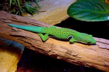 Geckos kaufen und verkaufen Photo: Wanted 1.3 Phelsuma quadriocellata
