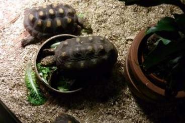 Tortoises kaufen und verkaufen Photo: 1/3 Chelonoides carbonarius