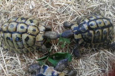 Tortoises kaufen und verkaufen Photo: Adulte männliche Griechen (Hermanni boettgeri) 