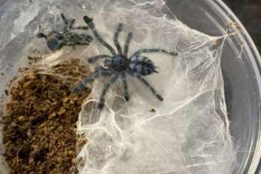 Spiders and Scorpions kaufen und verkaufen Photo: Spiders current offer - 1.7 Spiders and Scorpions kaufen und verkaufen Photo: Spiders current offer - 1.7