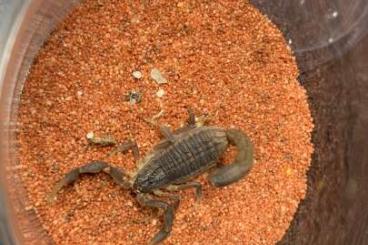 Scorpions kaufen und verkaufen Photo: Scorpions current offer 1.7 Scorpions kaufen und verkaufen Photo: Scorpions current offer 1.7