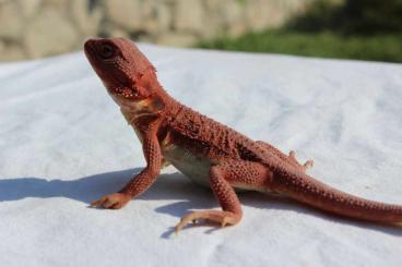 Bearded dragons kaufen und verkaufen Photo: crveni bradati zmajevi na prodaju