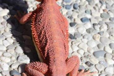 Bearded dragons kaufen und verkaufen Photo: crveni bradati zmajevi na prodaju