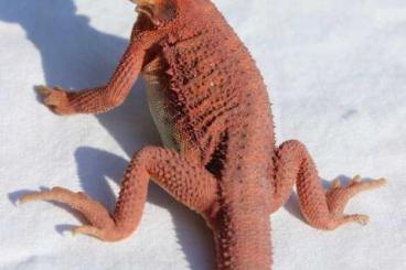 Bearded dragons kaufen und verkaufen Photo: Extreme red beared dragon.