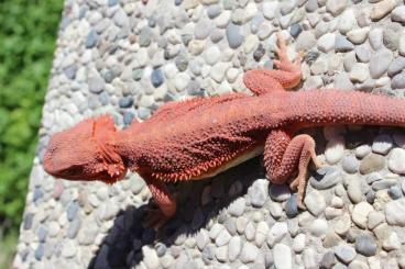 Bartagamen kaufen und verkaufen Foto: Extreme red  beared dragons