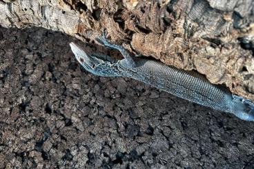 Monitor lizards kaufen und verkaufen Photo: Varanus Macraei 0.1 cbb.        