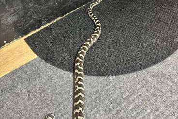 Pythons kaufen und verkaufen Foto: Morelia spilota cheynei 2.1