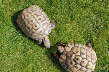 Schildkröten  kaufen und verkaufen Foto: 2.0 Testudo hermanni abzugeben 