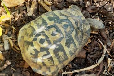 Tortoises kaufen und verkaufen Photo: Biete 2.0 Griechische Landschildkröten