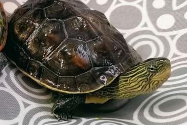 Turtles kaufen und verkaufen Photo: Chinesische Dreikielschildkröte 