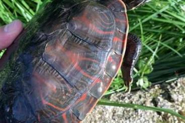 Schildkröten  kaufen und verkaufen Foto: Pseudemys rubriventris male