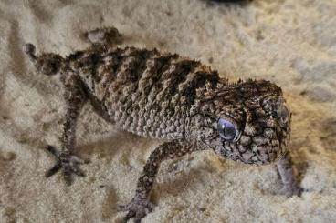 Geckos kaufen und verkaufen Foto: Nephrurus asper proven pairs