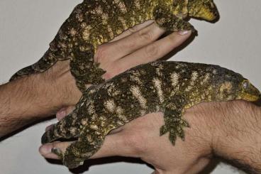 Geckos kaufen und verkaufen Photo: Leachianus Pure Brosse    