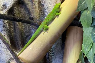 Geckos kaufen und verkaufen Photo: Phelsuma Grandis/Madagaskar Taggecko