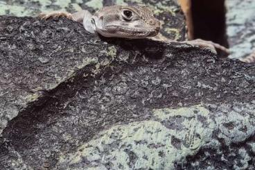 Lizards kaufen und verkaufen Photo: Gambelia Wislizenii Jungtiere