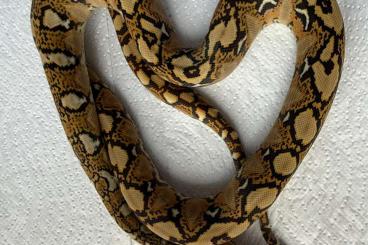Pythons kaufen und verkaufen Foto: Malayopython reticulatus Pythons kaufen und verkaufen Foto: Malayopython reticulatus