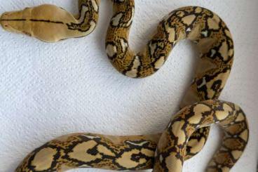 Pythons kaufen und verkaufen Photo: Malayopython reticulatus Pythons kaufen und verkaufen Photo: Malayopython reticulatus