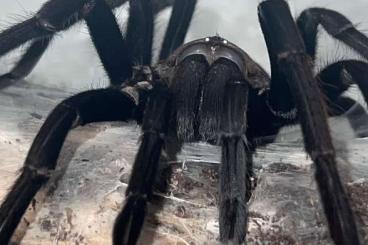 - bird spiders kaufen und verkaufen Photo: SUCHE verschiedene Spinnenmännchen