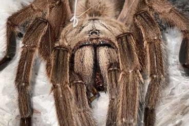 - bird spiders kaufen und verkaufen Photo: SUCHE Spinnen Männchen (Chilobrachys, Theraphosa, …)