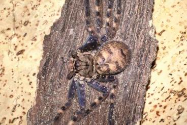 echte Webspinnen kaufen und verkaufen Foto: SUCHE Heteropoda lunula subadultes Männchen oder Pärchen